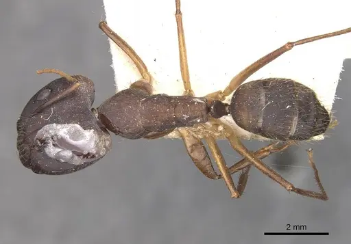 Camponotus cingulatus specimen CASENT0910349 image casent0910349_1