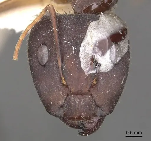 Camponotus cingulatus specimen CASENT0910349 image casent0910349_2