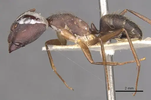 Camponotus cingulatus specimen CASENT0910349 image casent0910349_3