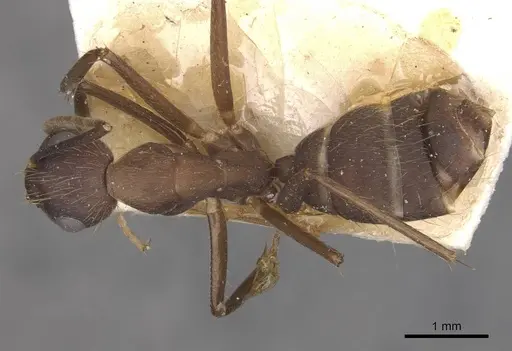 Camponotus cingulatus specimen CASENT0910350 image casent0910350_1