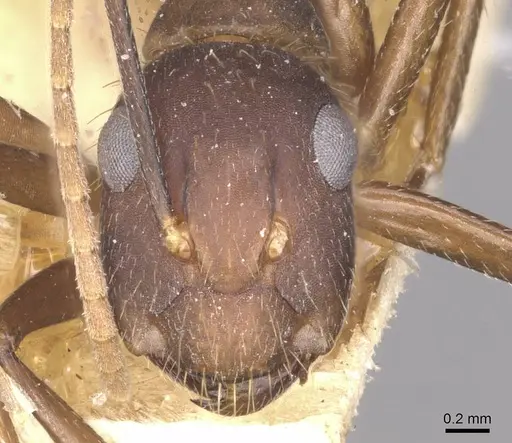 Camponotus cingulatus specimen CASENT0910350 image casent0910350_2