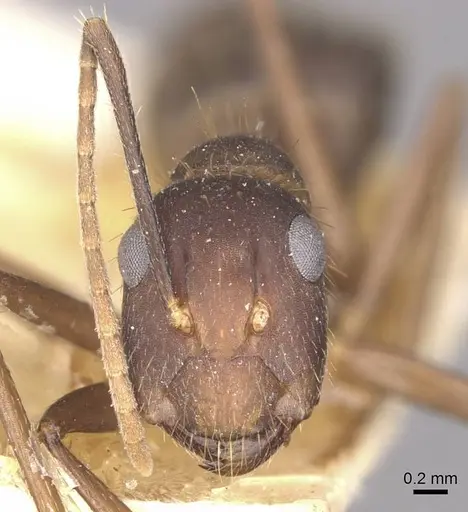 Camponotus cingulatus specimen CASENT0910350 image casent0910350_3