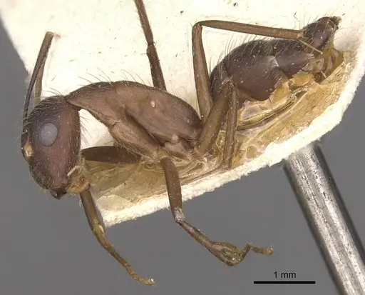 Camponotus cingulatus specimen CASENT0910350 image casent0910350_4