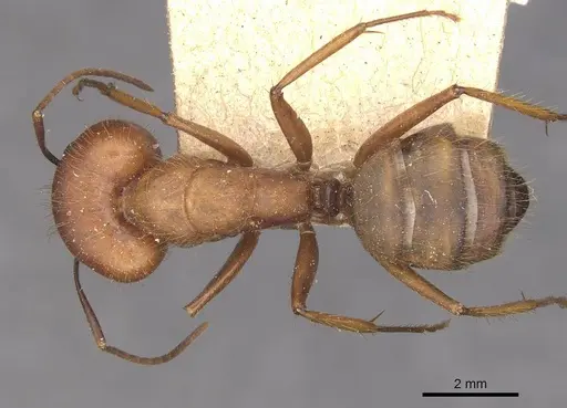 Camponotus cingulatus specimen CASENT0910351 image casent0910351_1