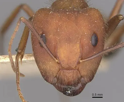 Camponotus cingulatus specimen CASENT0910351 image casent0910351_2