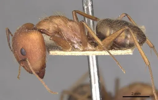 Camponotus cingulatus specimen CASENT0910351 image casent0910351_3