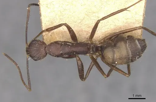 Camponotus cingulatus specimen CASENT0910352 image casent0910352_1