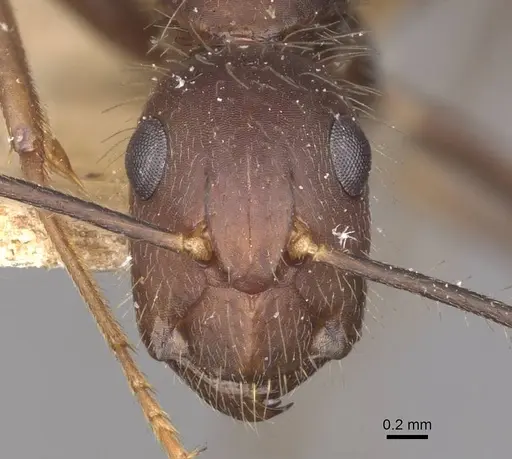 Camponotus cingulatus specimen CASENT0910352 image casent0910352_2