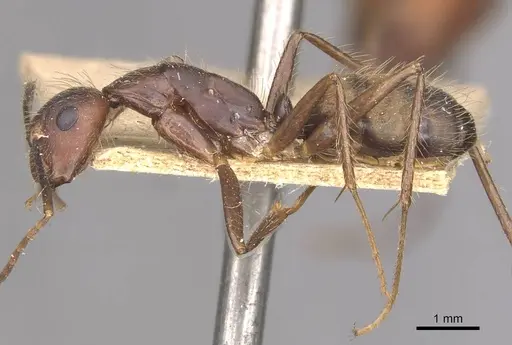 Camponotus cingulatus specimen CASENT0910352 image casent0910352_3