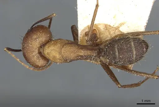 Camponotus cingulatus specimen CASENT0911806 image casent0911806_1