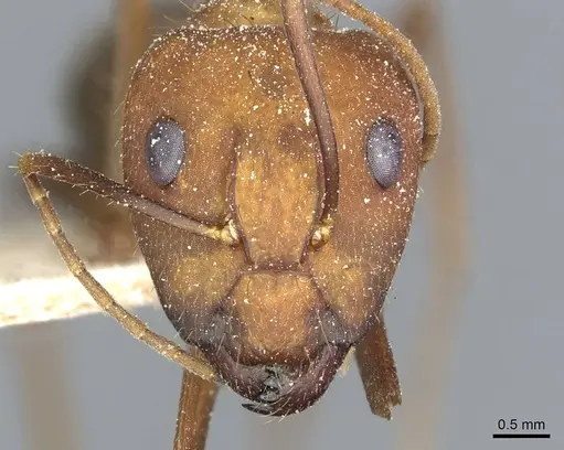 Camponotus cingulatus specimen CASENT0911806 image casent0911806_2