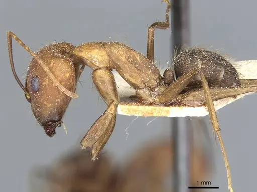 Camponotus cingulatus specimen CASENT0911806 image casent0911806_3