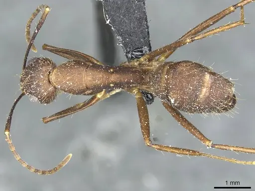 Camponotus cingulatus specimen CASENT0911807 image casent0911807_1