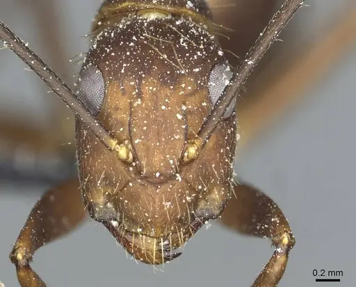 Camponotus cingulatus specimen CASENT0911807 image casent0911807_2