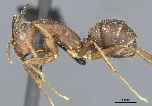Camponotus cingulatus specimen CASENT0911807 image casent0911807_3