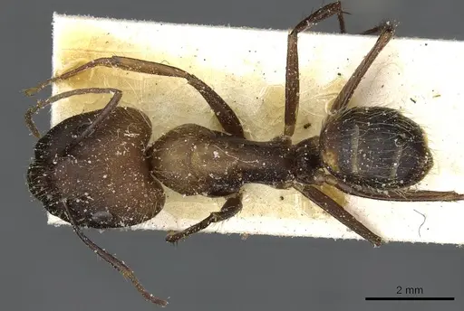 Camponotus cingulatus specimen CASENT0911808 image casent0911808_1