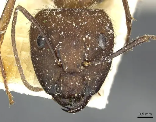 Camponotus cingulatus specimen CASENT0911808 image casent0911808_2