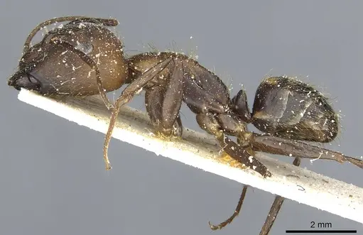 Camponotus cingulatus specimen CASENT0911808 image casent0911808_3