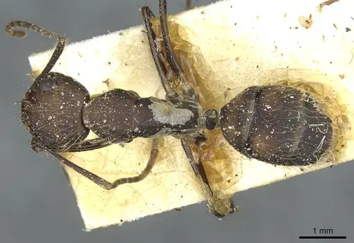 Camponotus cingulatus specimen CASENT0911809 image casent0911809_1