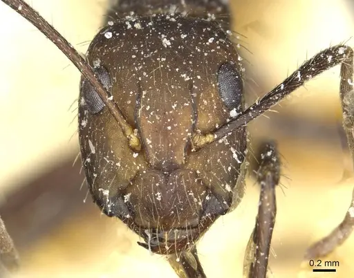 Camponotus cingulatus specimen CASENT0911809 image casent0911809_2
