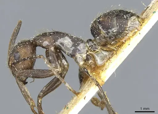 Camponotus cingulatus specimen CASENT0911809 image casent0911809_3