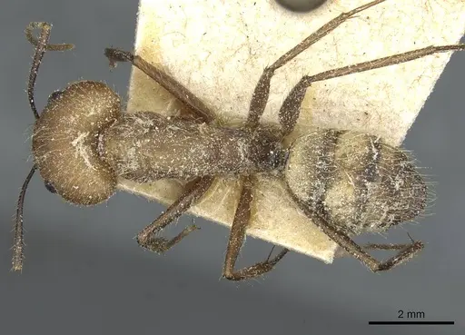 Camponotus cingulatus specimen CASENT0911810 image casent0911810_1