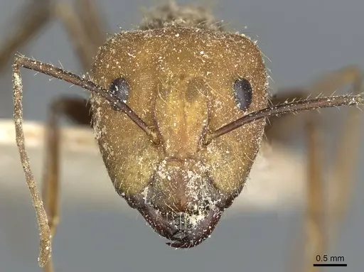 Camponotus cingulatus specimen CASENT0911810 image casent0911810_2