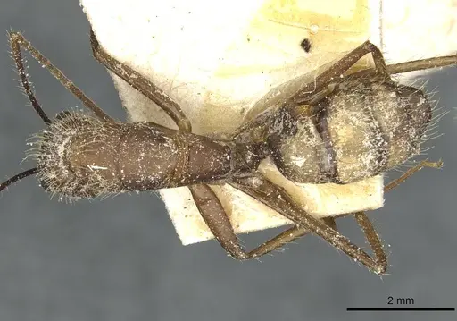 Camponotus cingulatus specimen CASENT0911811 image casent0911811_1