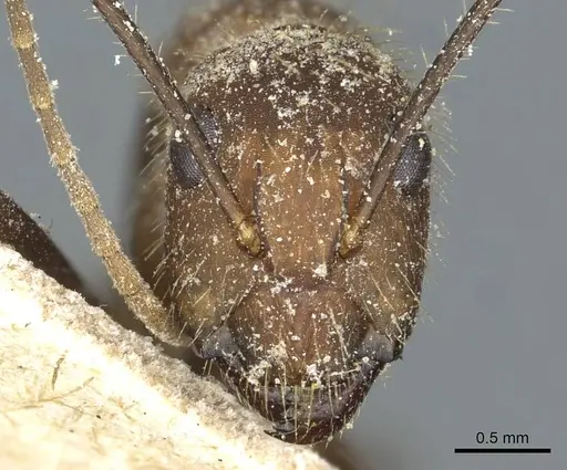 Camponotus cingulatus specimen CASENT0911811 image casent0911811_2