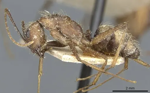 Camponotus cingulatus specimen CASENT0911811 image casent0911811_3