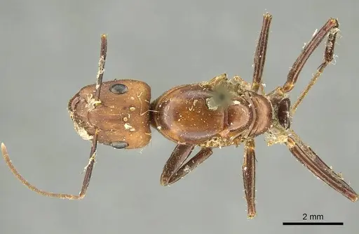 Camponotus cingulatus specimen CASENT0915786 image casent0915786_1