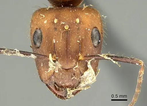 Camponotus cingulatus specimen CASENT0915786 image casent0915786_2