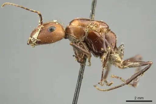 Camponotus cingulatus specimen CASENT0915786 image casent0915786_3