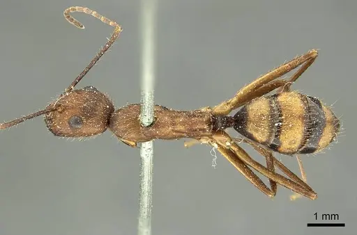Camponotus cingulatus specimen CASENT0915787 image casent0915787_1
