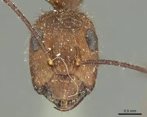 Camponotus cingulatus specimen CASENT0915787 image casent0915787_2