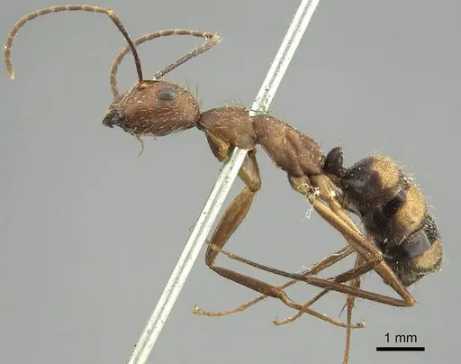 Camponotus cingulatus specimen CASENT0915787 image casent0915787_3
