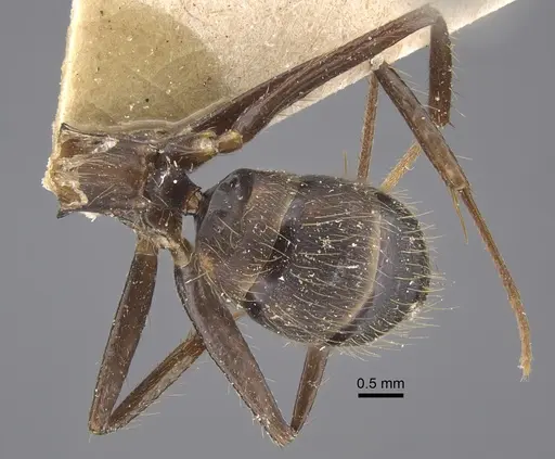 Camponotus cingulatus specimen CASENT0917859 image casent0917859_1