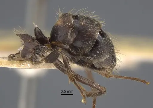 Camponotus cingulatus specimen CASENT0917859 image casent0917859_2