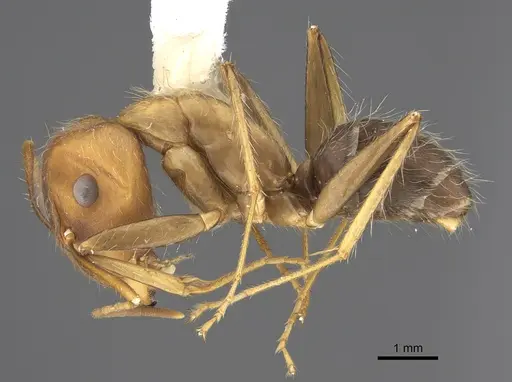 Camponotus cingulatus specimen CASENT0923527 image casent0923527_1