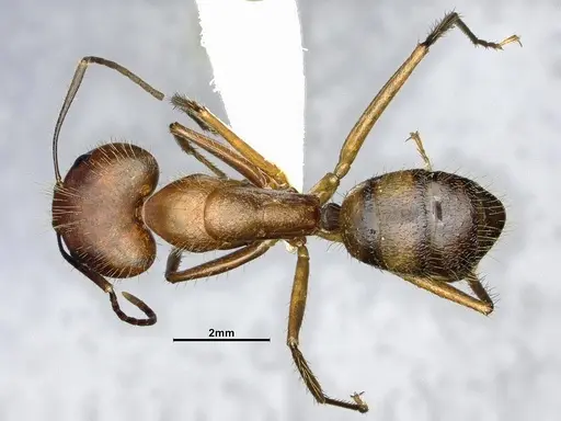 Camponotus cingulatus specimen CASENT4032226 image casent4032226_1
