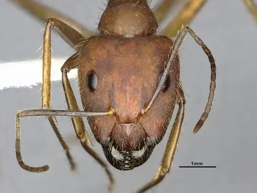 Camponotus cingulatus specimen CASENT4032226 image casent4032226_2