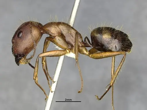 Camponotus cingulatus specimen CASENT4032226 image casent4032226_3