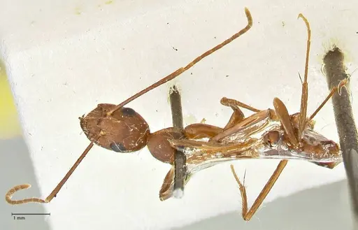 Camponotus cingulatus specimen FOCOL2453 image focol2453_1