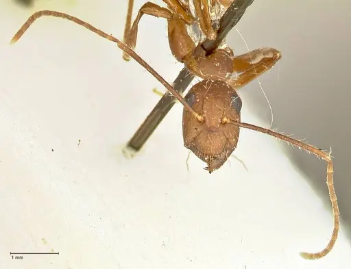 Camponotus cingulatus specimen FOCOL2453 image focol2453_2
