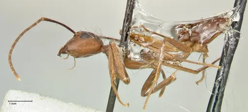 Camponotus cingulatus specimen FOCOL2453 image focol2453_3