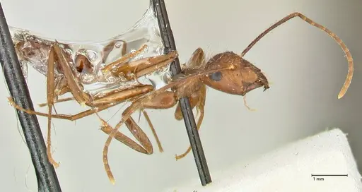Camponotus cingulatus specimen FOCOL2453 image focol2453_4