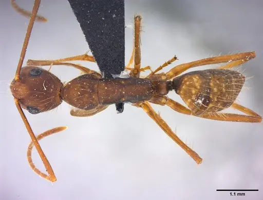 Camponotus cingulatus specimen LABSEI image labsei_000223_1