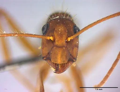 Camponotus cingulatus specimen LABSEI image labsei_000223_2