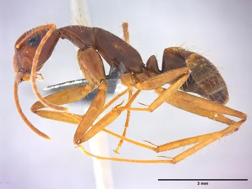 Camponotus cingulatus specimen LABSEI image labsei_000223_3
