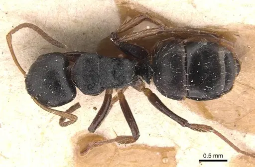 Camponotus circularis specimen CASENT0905525 image casent0905525_1